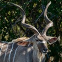 Kruger 342 copia